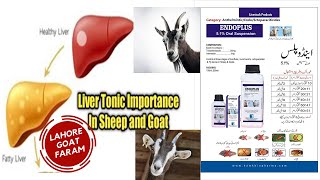 Liver Tonic for buffalo cow goat calf | Goat Di warming and Liver Tonic | Goats Wait Gaining Trick |