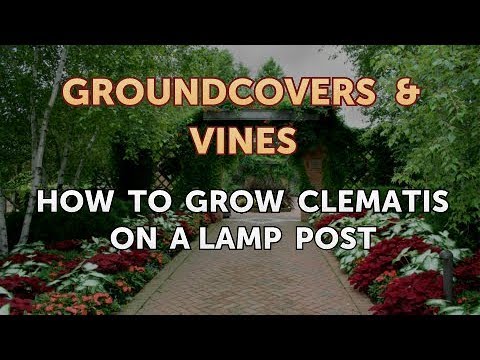How to Grow Clematis on a Lamp Post