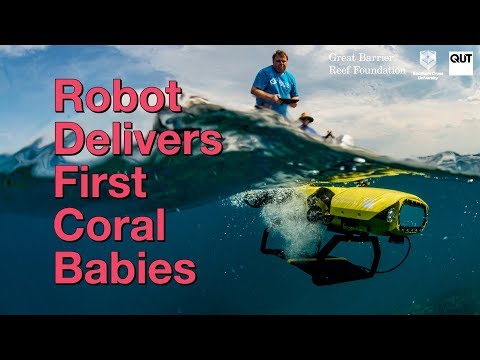 QUT's LarvalBot makes first delivery of coral babies