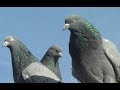 Николаевские сизые голуби, 2018 год, город Покровск