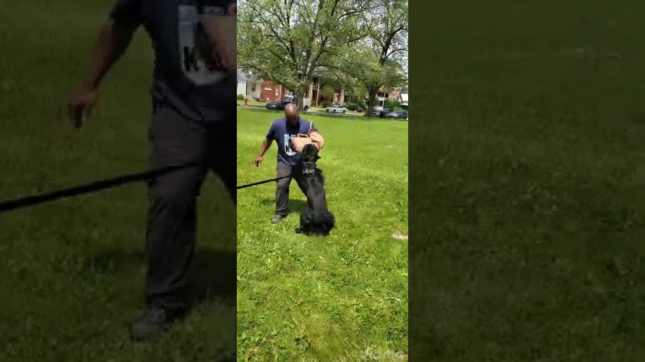 GIANT SCHNAUZER AGGRESSIVE BITE ATTACK 🤯😱🤯