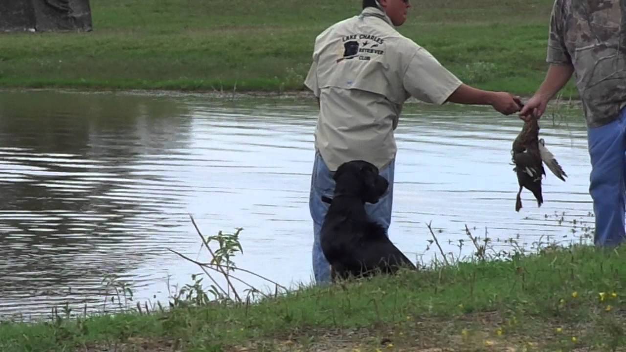 AKC Hunt Test Junior 10 13 12 YouTube akc-hunt-test-junior-10-13-12-youtube