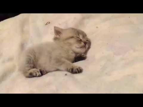 ずっと見てても飽きない猫の寝顔 sleeping kitten