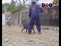 Dog master at magana elite dog tv kenya episode 69