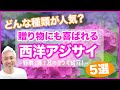 どんな種類が人気？贈り物にも喜ばれる西洋あじさい5選