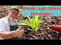 Astuces pour semer et planter en mini mottes des betteraves au potager.