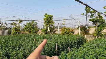 Trồng hoa cúc bán tết vào ngày nào?