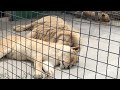 Красивые львы Тайгана. White lions in Crimea