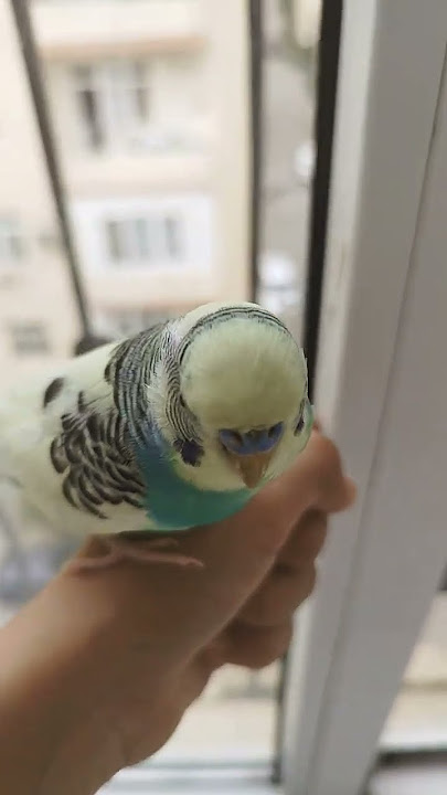 Limbulu💛💛#birds #blackfacebudgie #budgies