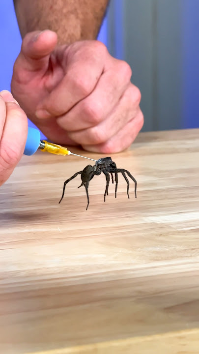 How Do Spider Legs Actually Work?