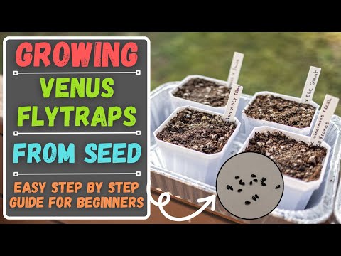 Growing Venus Flytraps From Seed For Beginners - Easy Step By Step Guide