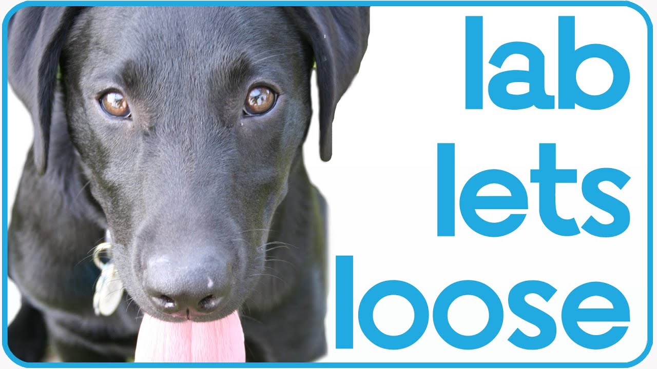 Black Lab Howls With Siren