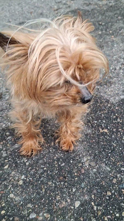 August 17, 2025 Minnie the Yorkie’s Morning Hello 🌞🐾