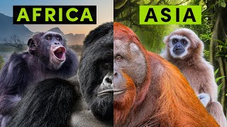 All 4 Types of NonHuman Ape  A Detailed Comparison