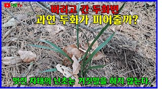 Download Lagu 두화변에선 다 두화가 필까? MP3