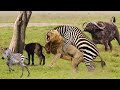 Too Brave!! Animal Mother Takes Down Lion With Surprising Ease To Save His Baby - Lions Vs Zebra