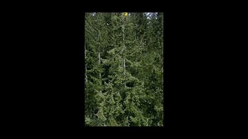 Starlink Tree install by StarlinkTree
