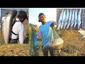 fishing Channel | Wallago Catfish Catching | Amazing Pathan fish | Tengara macli kaa Sikar
