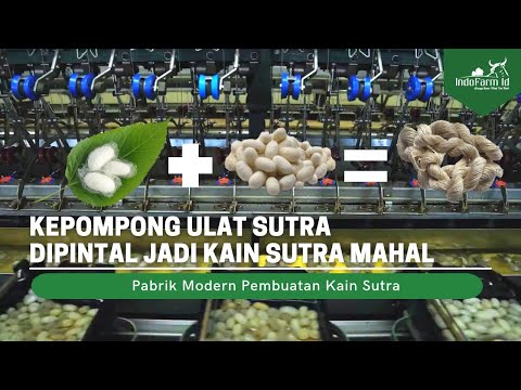 Video: Bagaimana serisin dibuat?