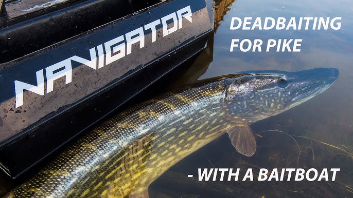 Pike attacks: POV action camera on RC bait boat fishing test. 