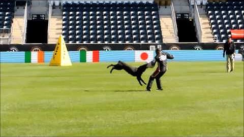 WUSV 2013 Life vom Furstentum Kaunitz long bite