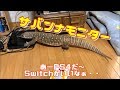 【110センチ】サバンナモニターひろし、部屋を歩く。【オオトカゲ】