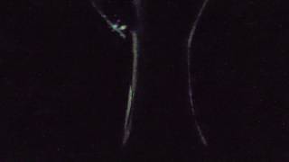 Longwood Gardens Nightscape: Flower Garden Drive