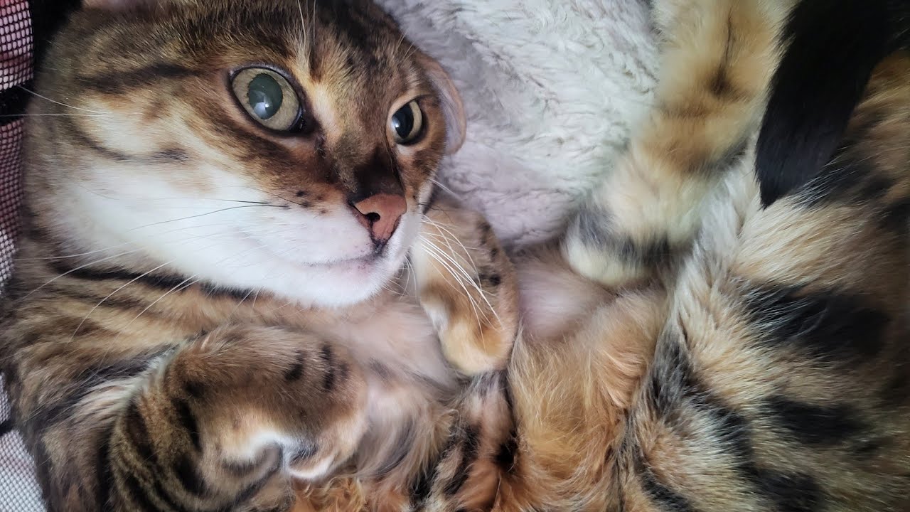 Interviewing My Cat - YouTube