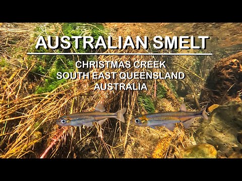 Species Profile Australian Smelt