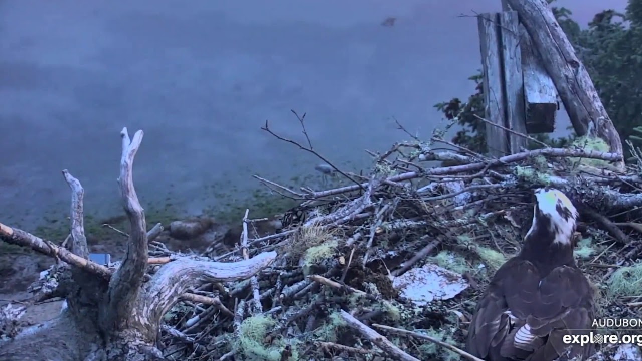 Phoebe tolerates Humphrey, so far - Hog Island Osprey Nest 2020 06 05 ...