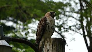 Angry Blue Jay Attacks Hawk