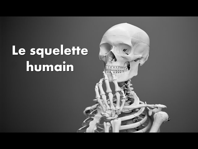 Le squelette humain 