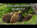 Медведица кормит медвежат