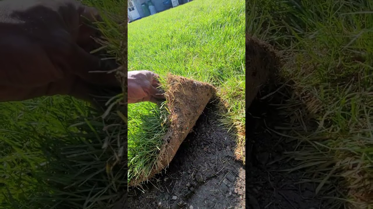 Смотрите, как процветает новая дерновая трава: магия роста! 🌱 