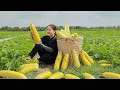 Harvest melon fields and bring them to the market  emma daily life