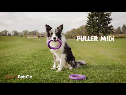 ვიდეო: Dog Collie Eye Disorder - კოლი ძაღლის თვალის განუკითხაობის მკურნალობა