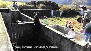 As Furiosas Vacas Do Pico Do Carvão - The Furious Cows Of The Coal Peak - Terceira Island Azores