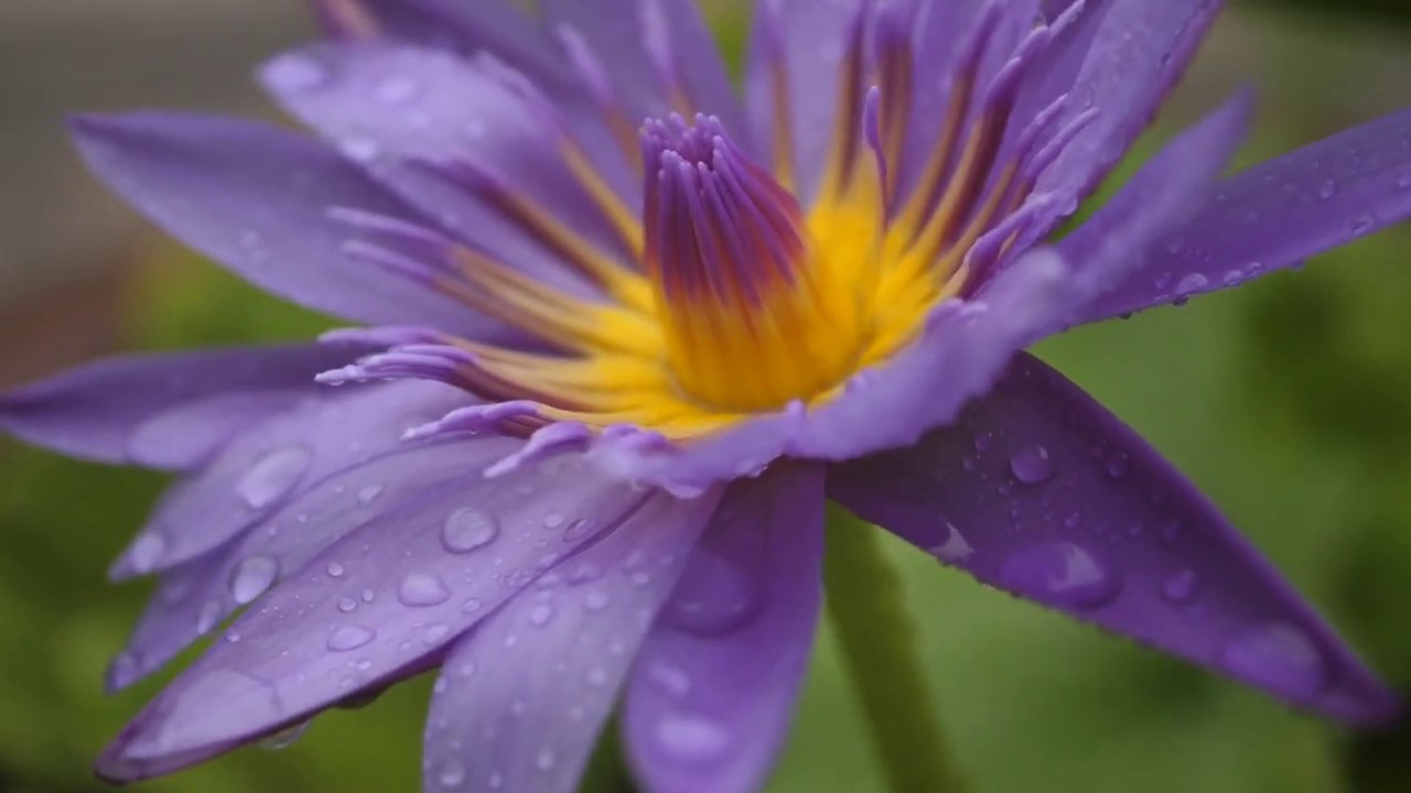 Download Gentle Rain on Flowers for Deep Sleep, Study, Concentration, or Meditation (No Thunders) 10 Hrs HD