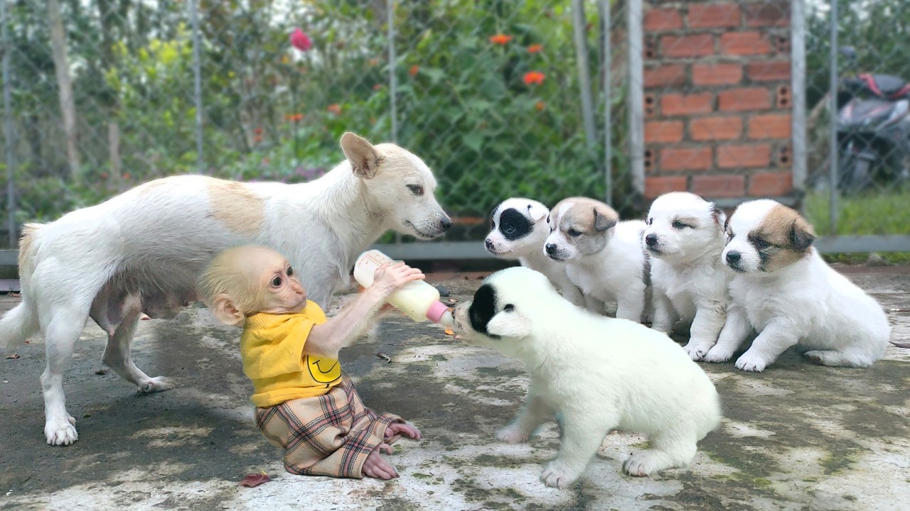 Monkey Baby SU wants to be father of puppies, leaving mother dog bewildered and surprised 🐒😱