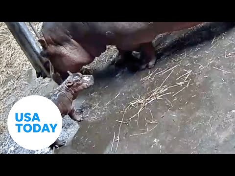 Cincinnati Zoo welcomes new baby hippo to family | USA TODAY