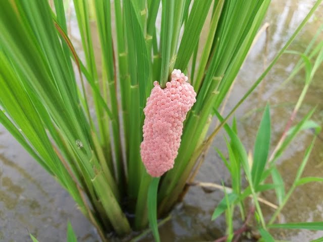Cara Alami Membasmi Hama Keong Mas Dan Memutus Siklus Hidupnya Di Sawah Youtube Cara Alami Membasmi Hama Keong Mas Dan Memutus Siklus Hidupnya Di Sawah Youtube