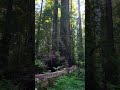 2,000 YEAR OLD TREE/ AVENUE OF THE GIANTS