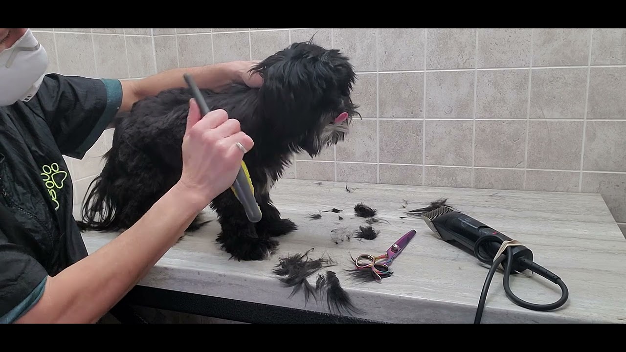 Mini Terrier/ShihTzu dog breed full groom, Matted, Blending with