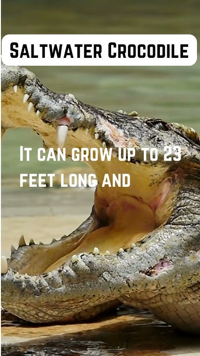 Mind-Blowing Saltwater Crocodile Fact! 🐊🌊 #SaltwaterCrocodile #