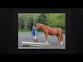 What Horses Really Want Trailer