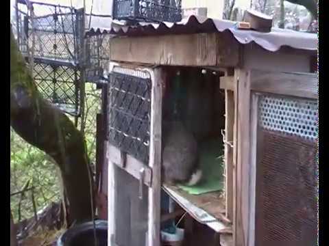 გაგვითოვდა დამისველდა ბაჭიები!17/03/2020