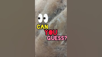 Guess what it is? #guess what#macro challenge#focus #focus mystery#short#guess #map