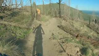 Brookbank, a Brand New Trail! Flagstaff, AZ