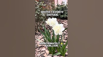 When you can’t decide which daffodil varieties to buy — one of everything please 🤣