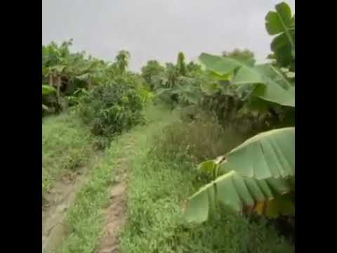 تا حالا درخت موز از نزدیک دیدی